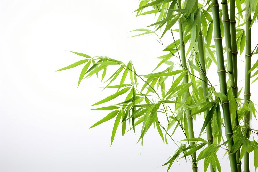Bamboo backgrounds plant freshness. AI generated Image by rawpixel.