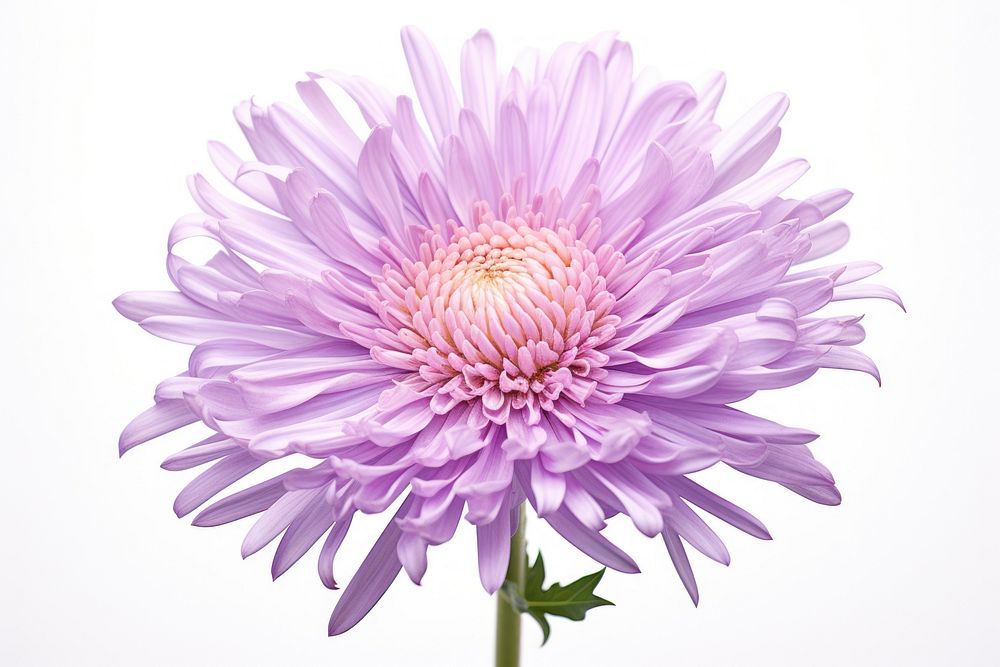Aster blossom flower dahlia. AI generated Image by rawpixel.