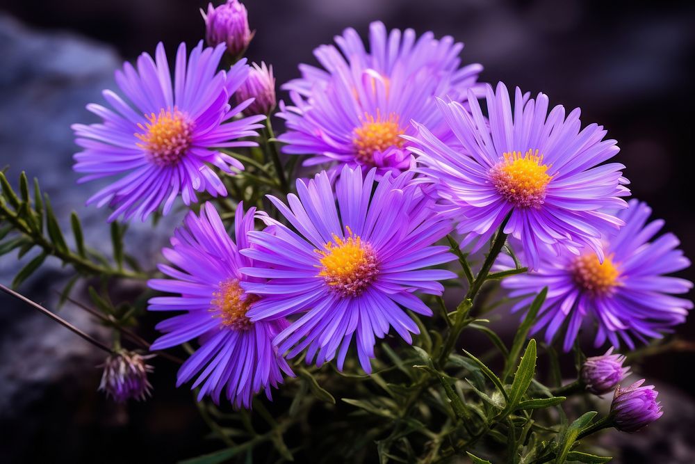 Aster blossom flower purple. AI generated Image by rawpixel.