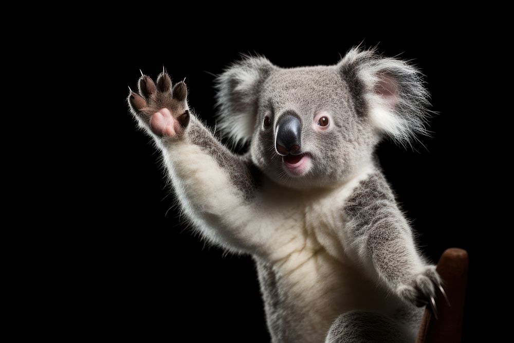 Wildlife animal koala mammal. 