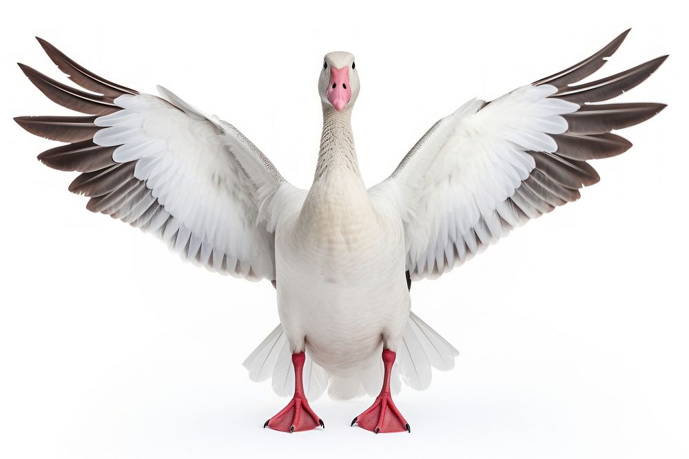 Snow goose animal white bird. AI generated Image by rawpixel.