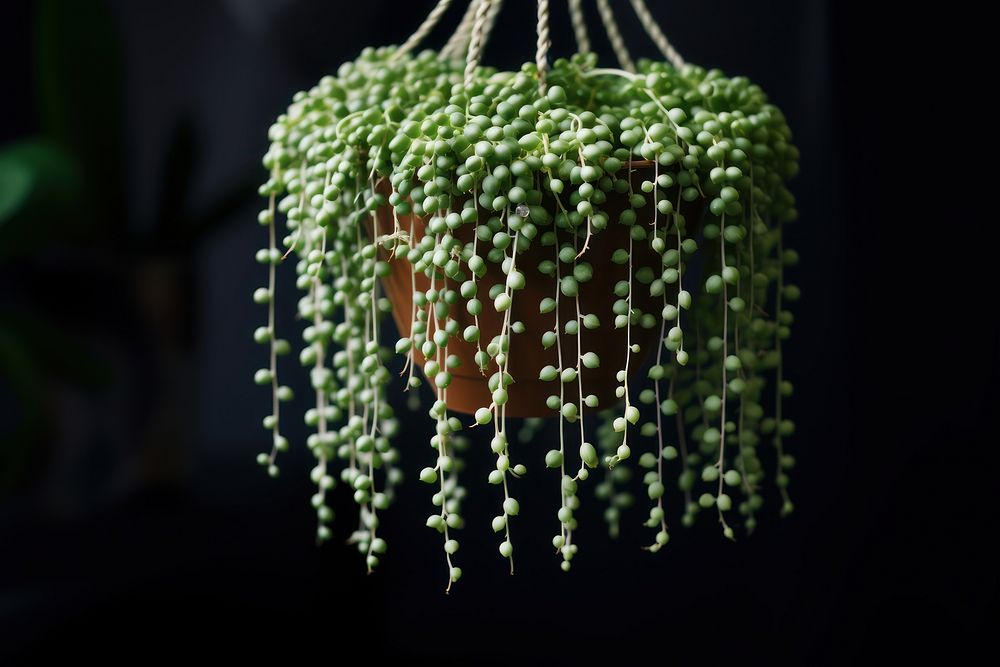 Plant decoration chandelier freshness. AI generated Image by rawpixel.