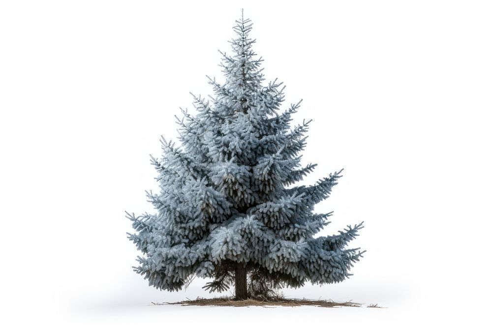 Spruce tree plant white. AI generated Image by rawpixel.