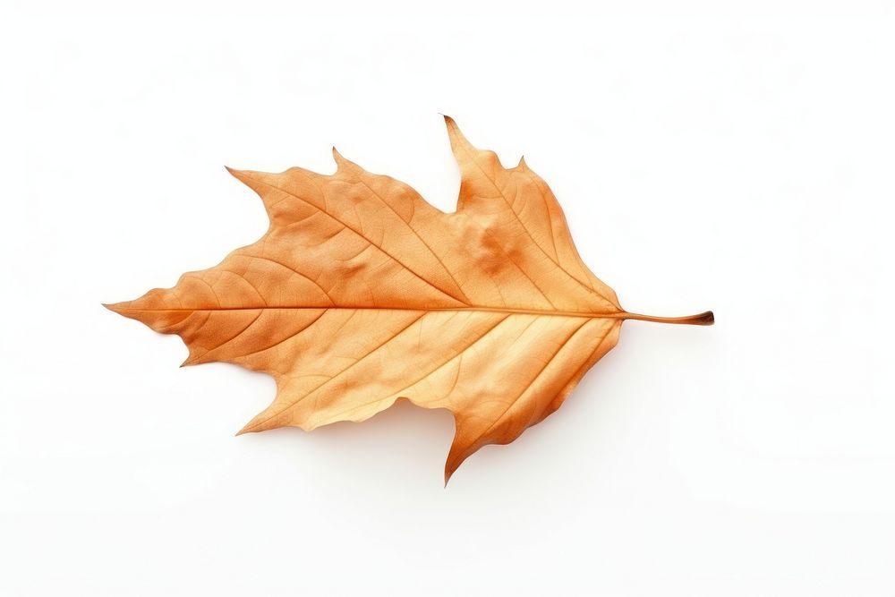 Leaf plant tree simplicity. AI generated Image by rawpixel.