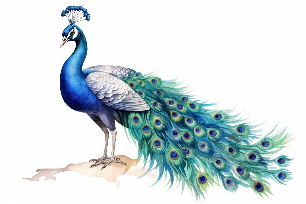 Peacock animal bird creativity. AI generated Image by rawpixel.