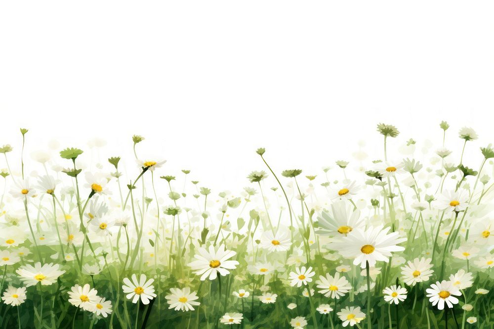 Flower daisy field backgrounds. 