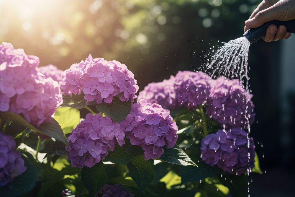 Hydrangea watering outdoors flower. AI generated Image by rawpixel.