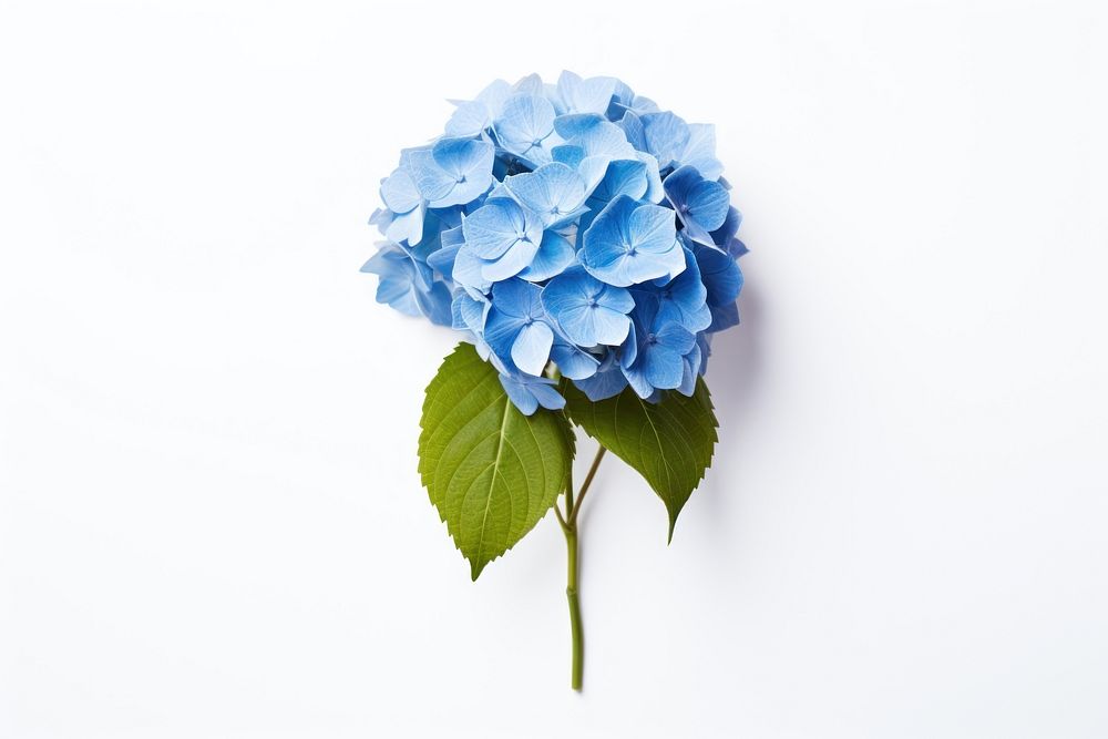 Hydrangea flower petal plant. AI generated Image by rawpixel.