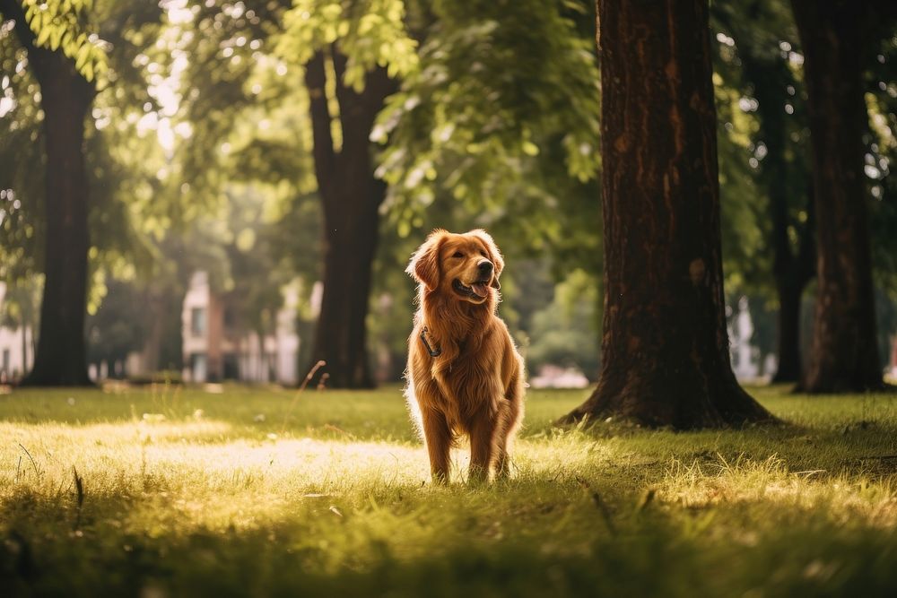 Dog outdoors mammal animal. 