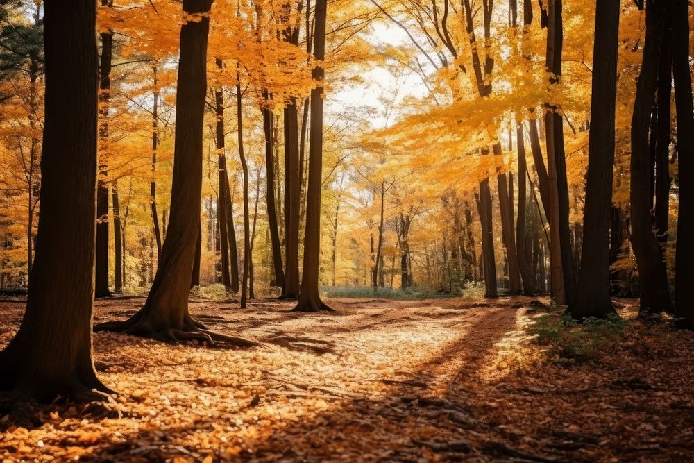 Autumn forest tranquility wilderness