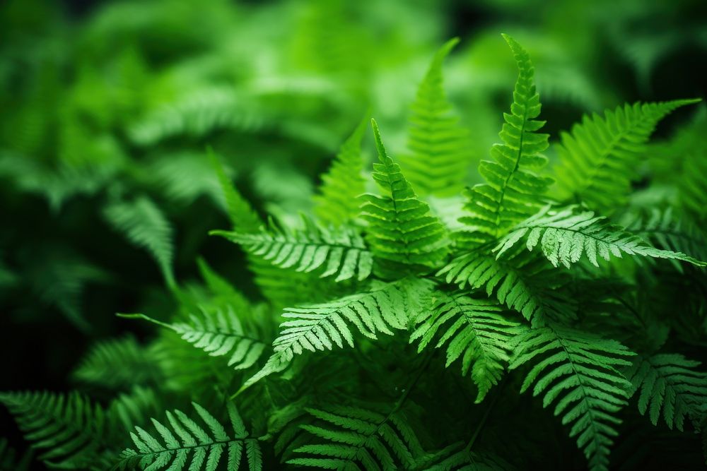 Fern plant leaf tranquility. AI generated Image by rawpixel.