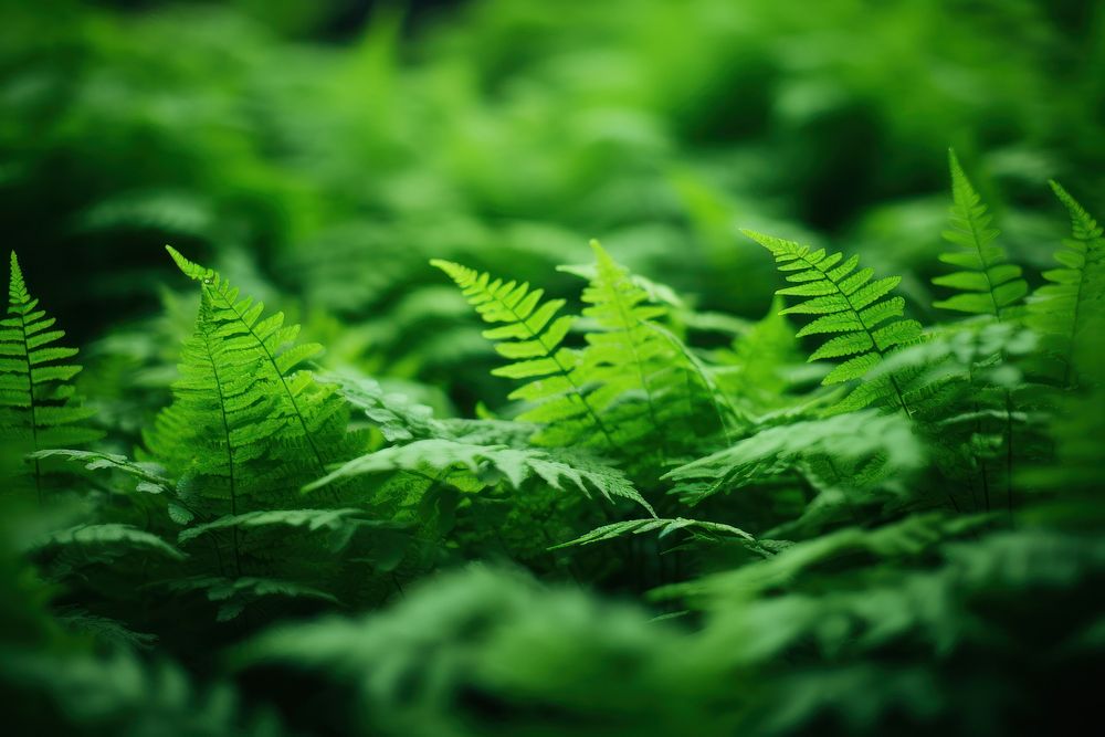 Fern vegetation plant green. AI generated Image by rawpixel.