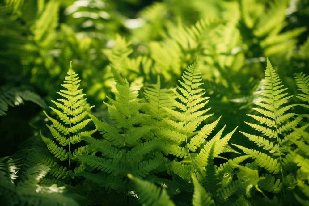 Fern plant leaf tranquility. 