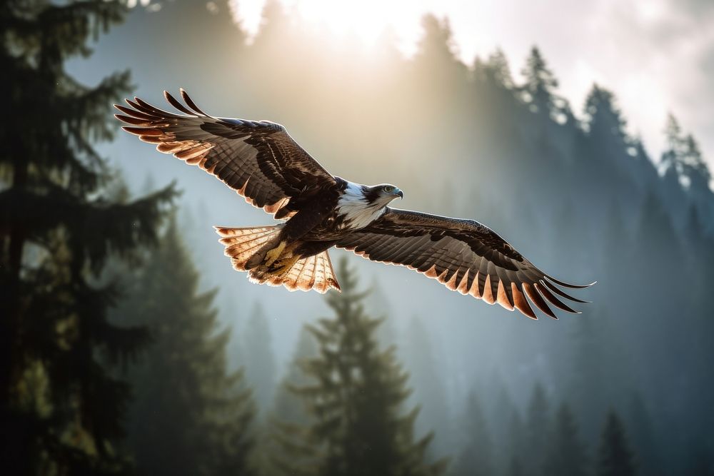 Flying outdoors vulture animal. AI generated Image by rawpixel.
