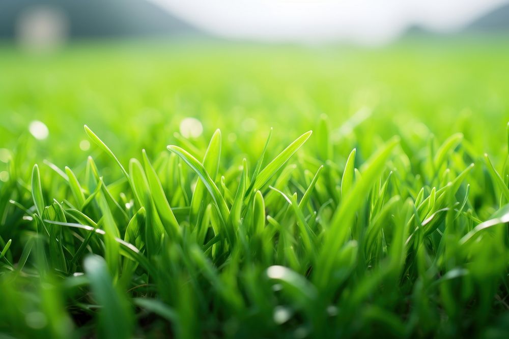Grass outdoors plant field. AI generated Image by rawpixel.