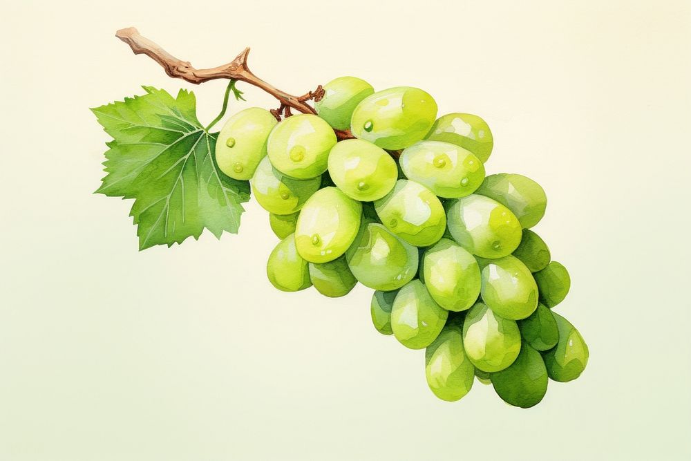 Grapes fruit plant green. 