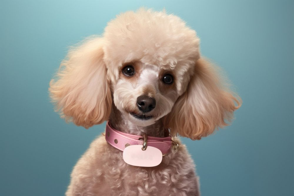 Poodle animal mammal collar. AI generated Image by rawpixel.