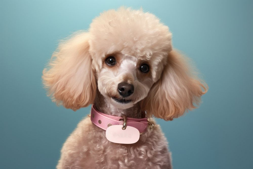 Poodle animal mammal collar. 