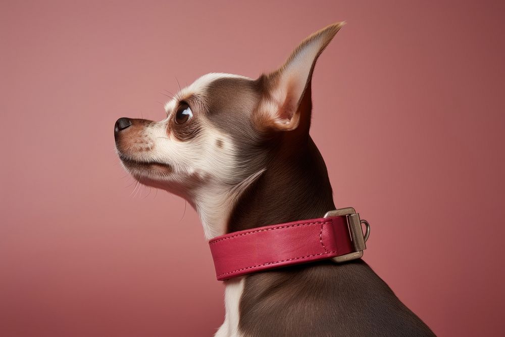 Chihuahua collar mammal animal. 