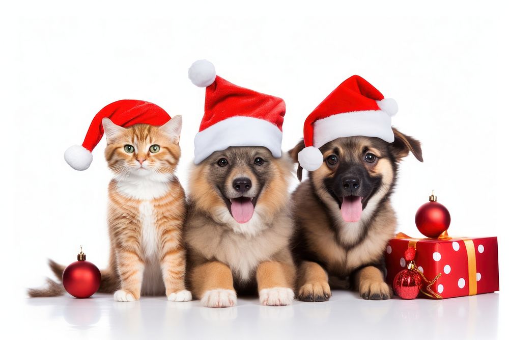 Animal christmas mammal pet. 