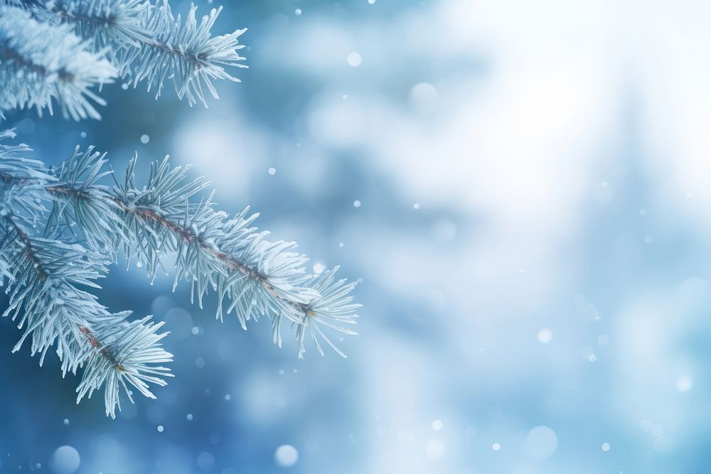 Pine tree snow backgrounds snowflake