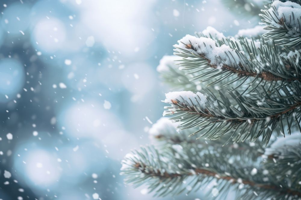 Pine tree snow backgrounds snowflake. AI generated Image by rawpixel.