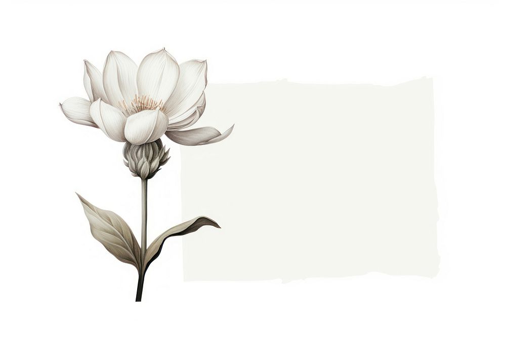 Drawing flower sketch petal. 