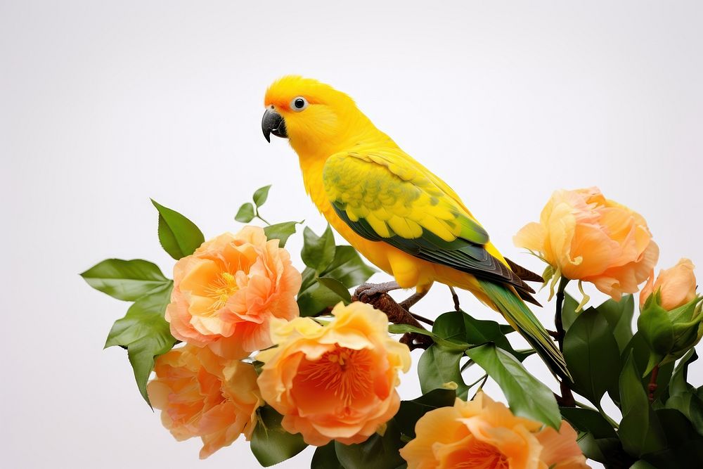 Parrot flower animal yellow. AI generated Image by rawpixel.