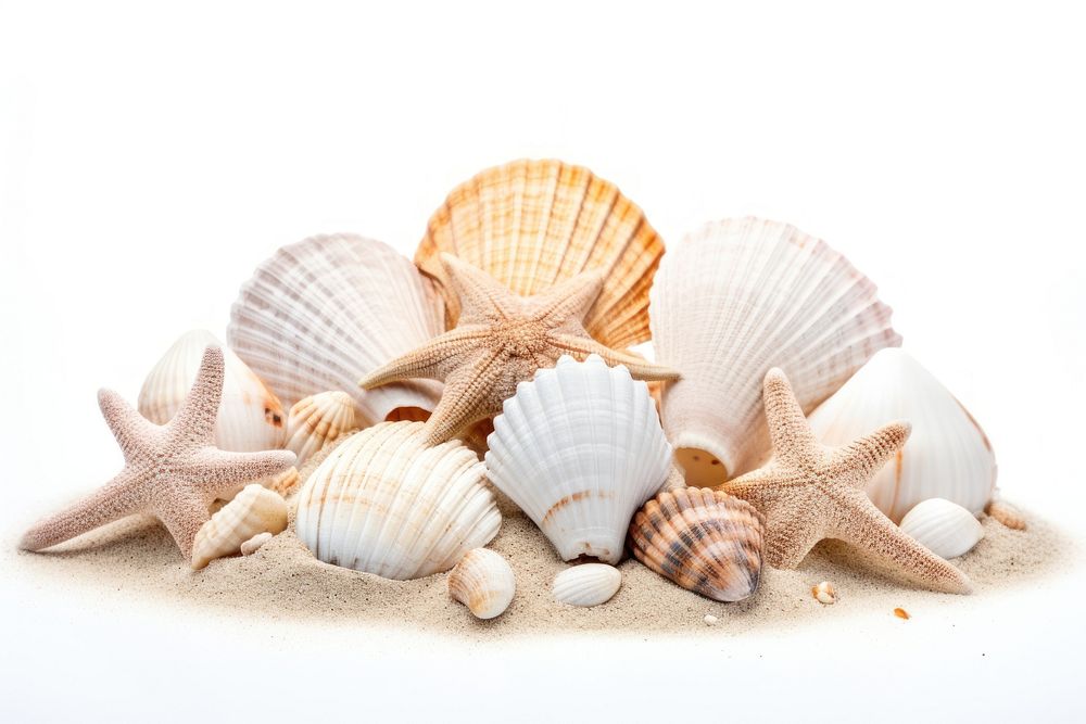 Seashell seafood sand clam. AI generated Image by rawpixel.