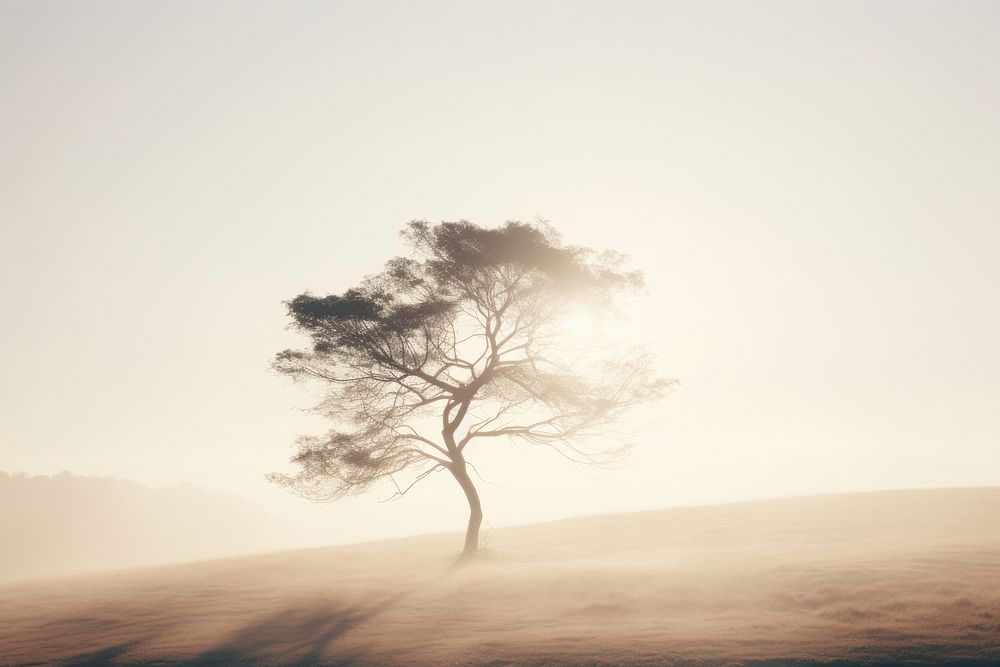 Tree sunlight outdoors nature. 