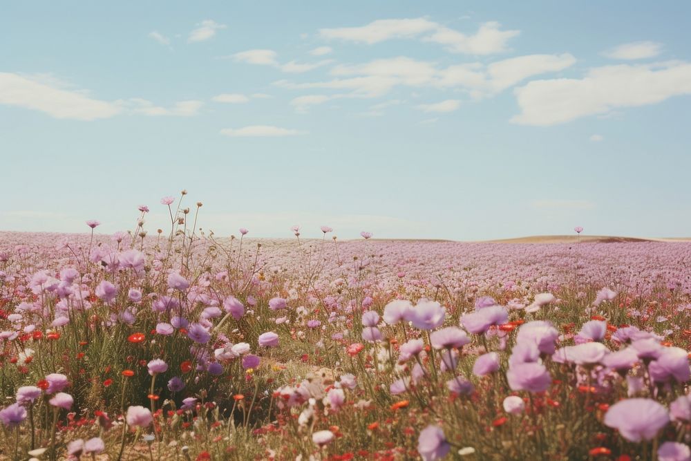 Flower field landscape grassland. 