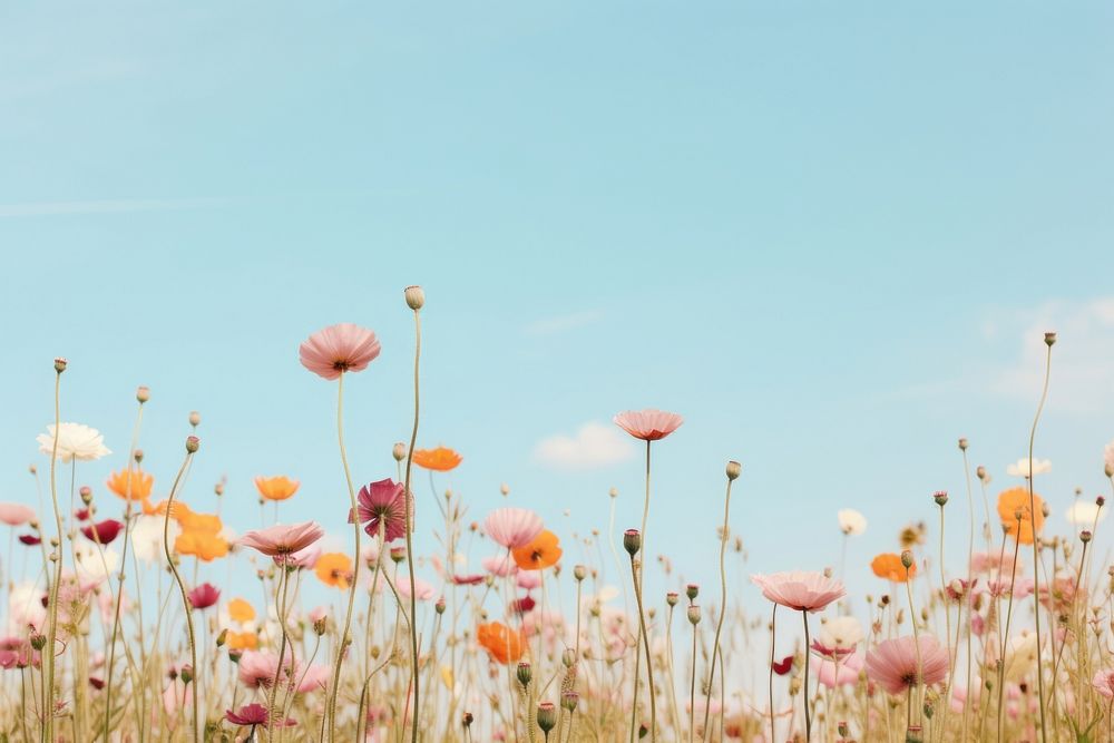 Flower backgrounds landscape outdoors. AI | Free Photo - rawpixel