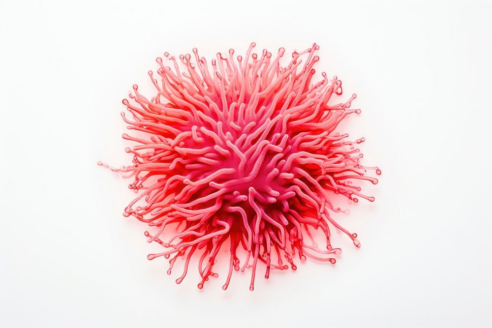 White background microbiology invertebrate freshness. AI generated Image by rawpixel.