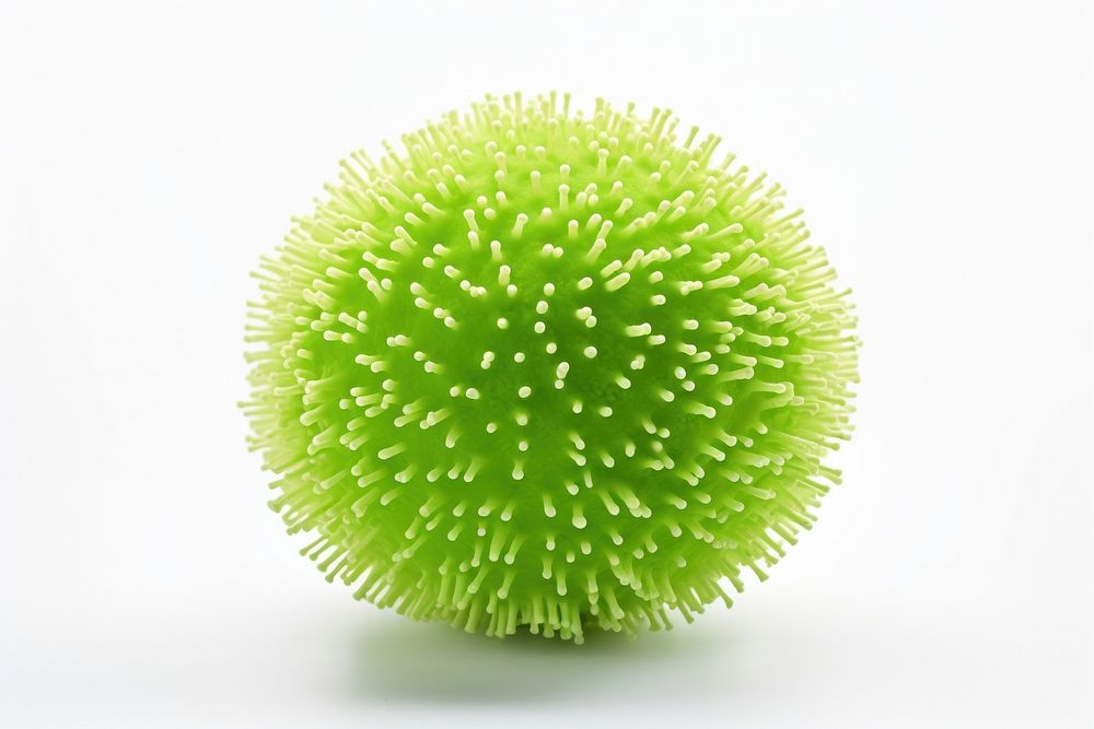 Sphere green plant white background. AI generated Image by rawpixel.