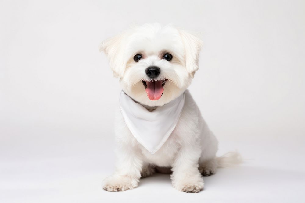 Dog bandana mammal animal. AI generated Image by rawpixel.