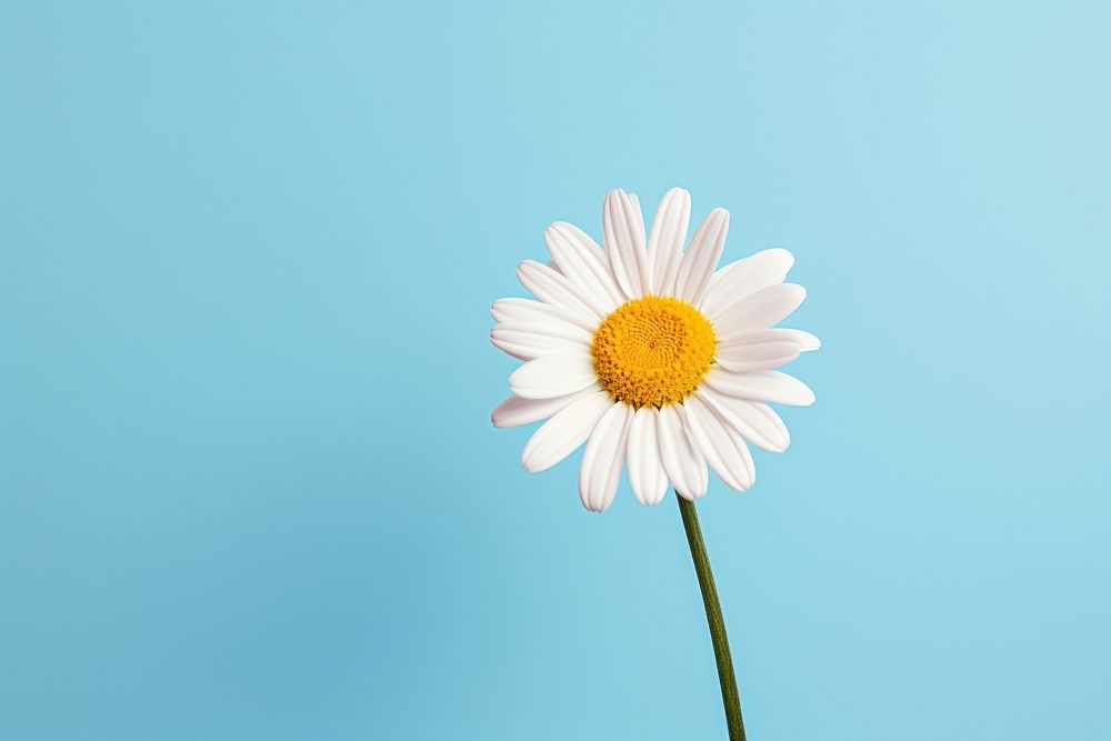 Flower daisy petal plant. AI generated Image by rawpixel.