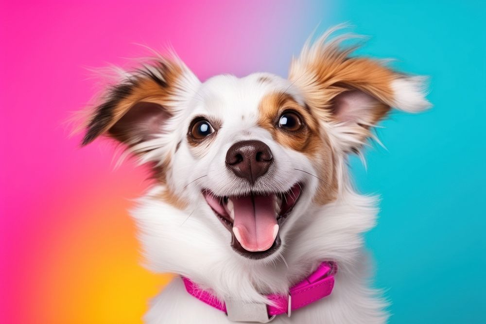 Puppy papillon portrait smiling. 