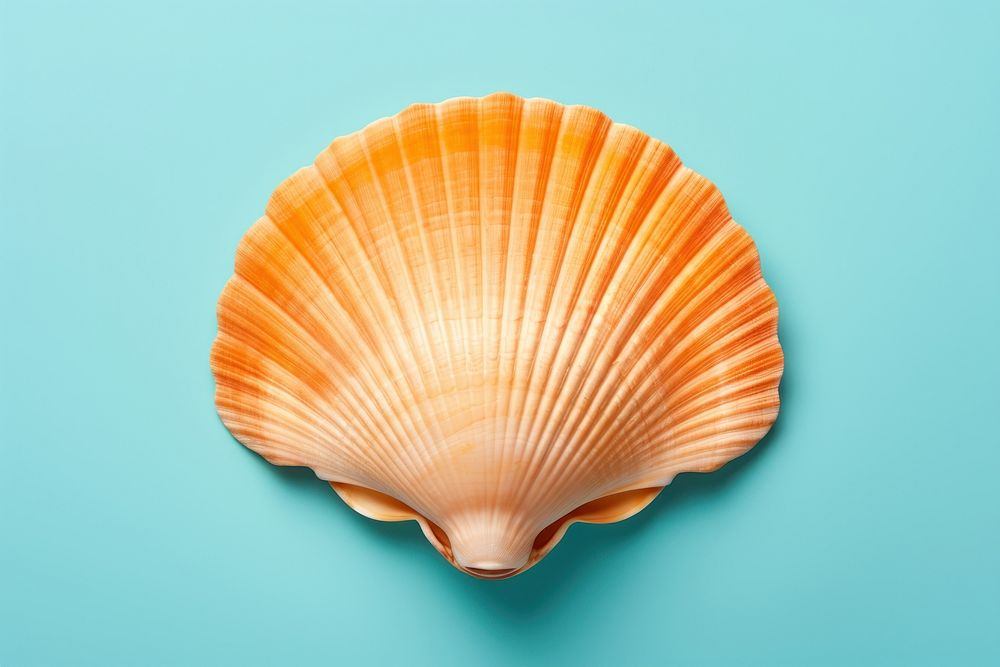 Shell clam invertebrate turquoise. AI generated Image by rawpixel.