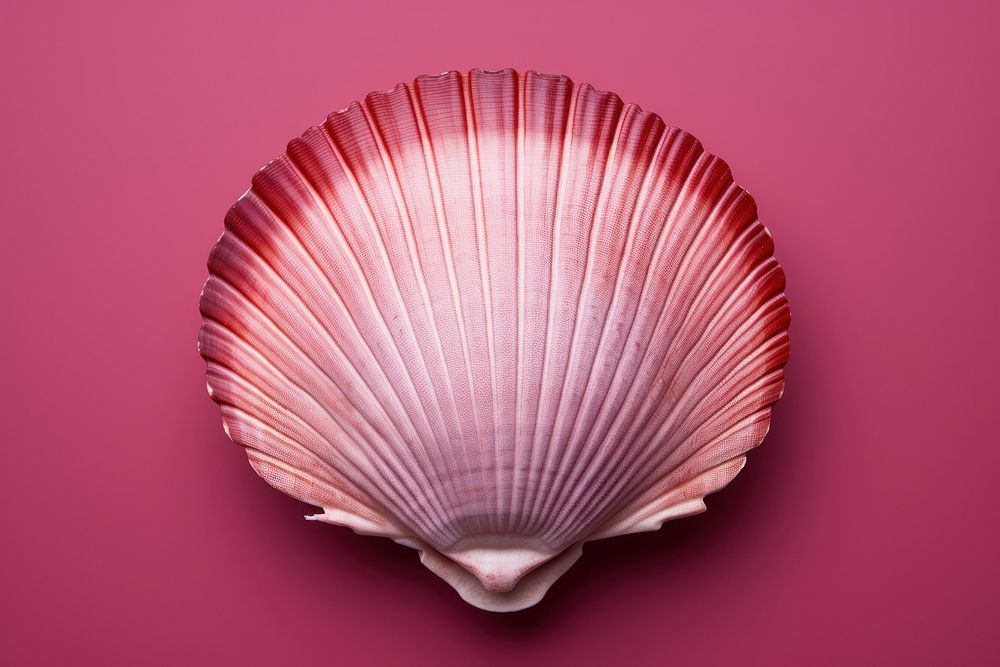 Shell clam invertebrate seashell. AI generated Image by rawpixel.