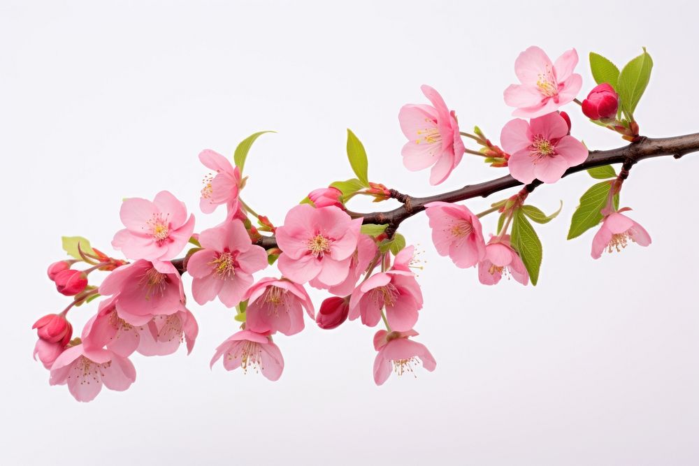 Blossom flower branch plant. AI generated Image by rawpixel.