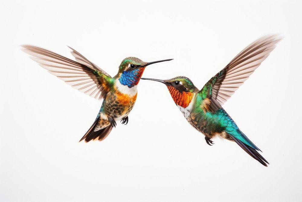 Hummingbird animal beak wildlife. AI generated Image by rawpixel.