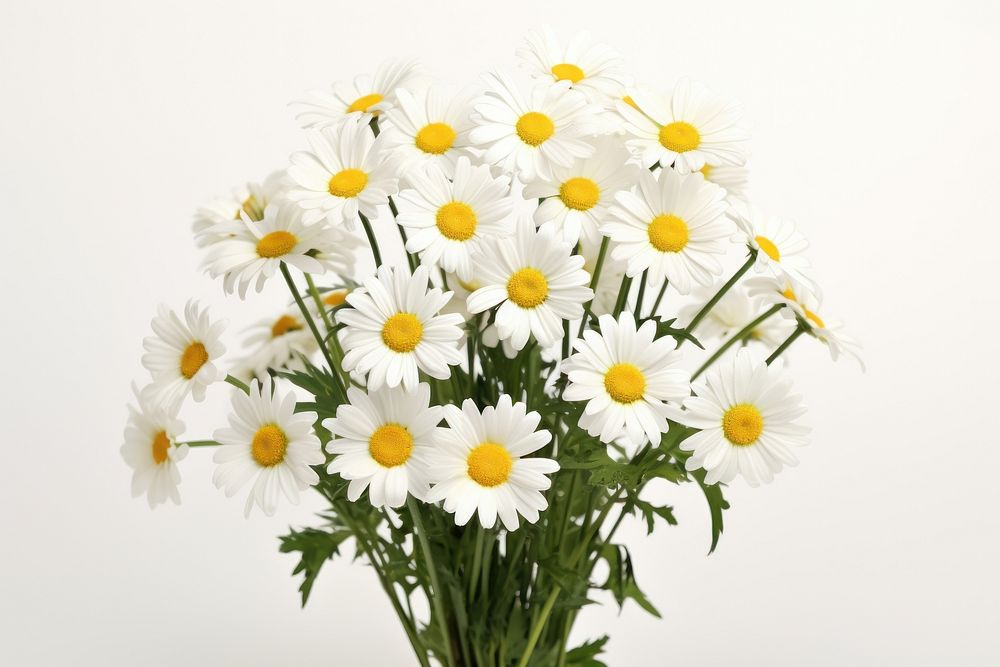 Flower daisy plant white. AI generated Image by rawpixel.