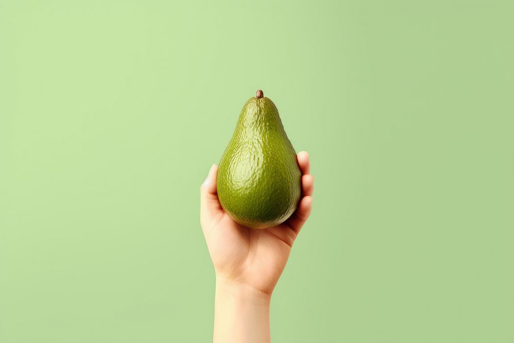 Avocado holding fruit plant. 