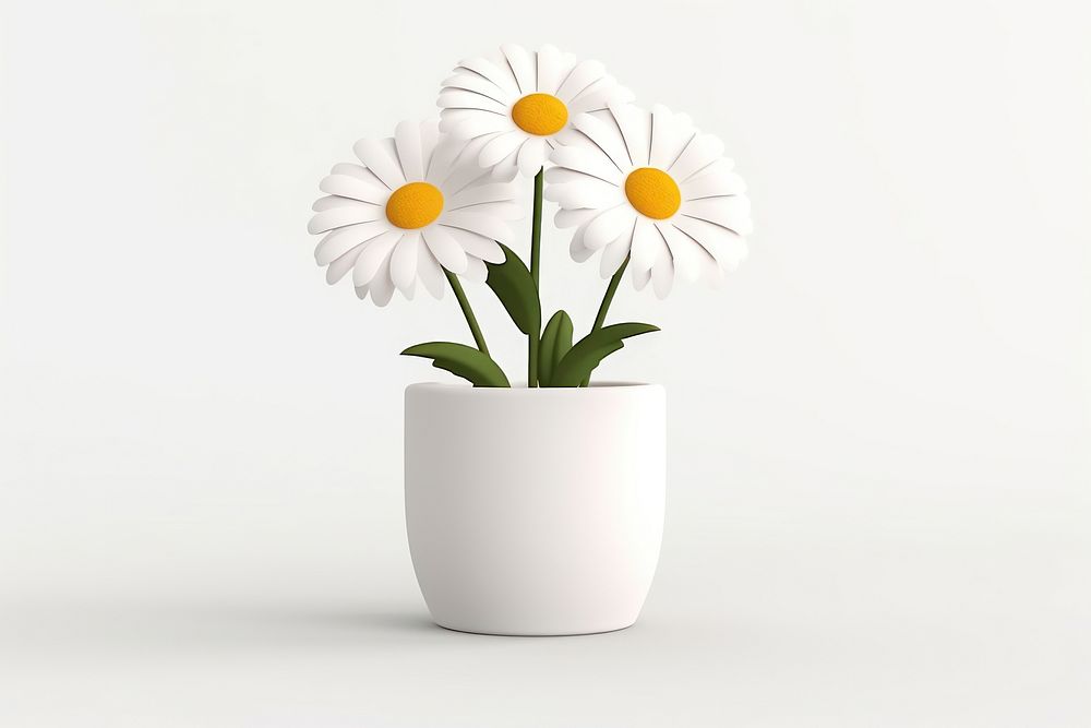 Flower daisy plant white. 