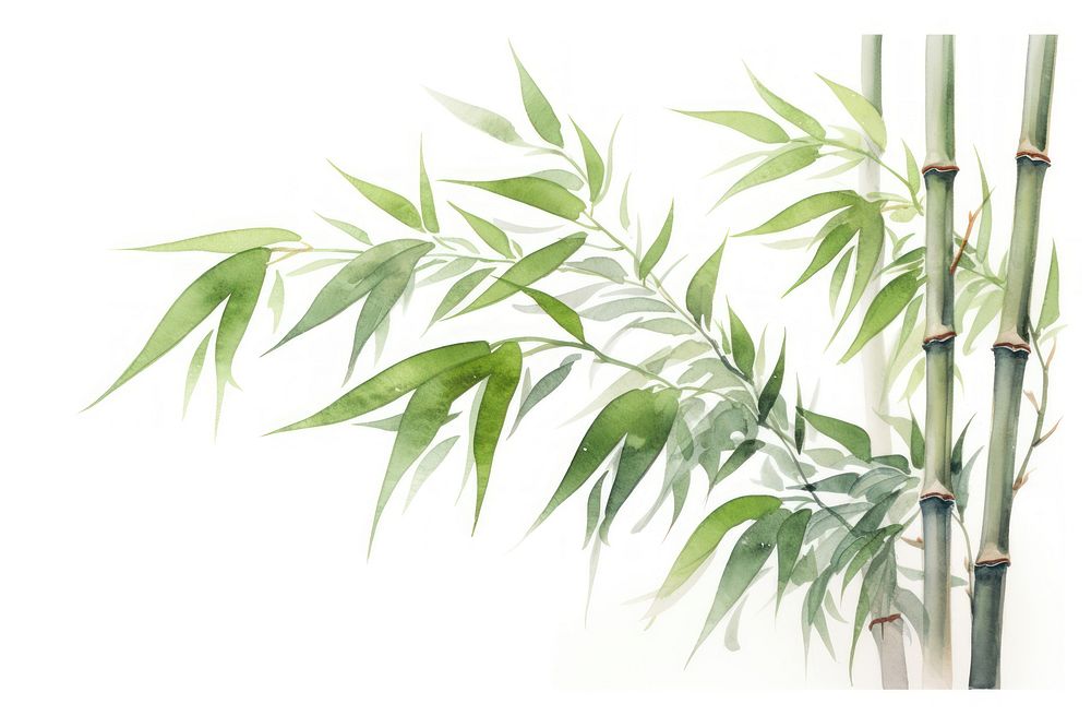 Bamboo plant white background freshness. AI generated Image by rawpixel.