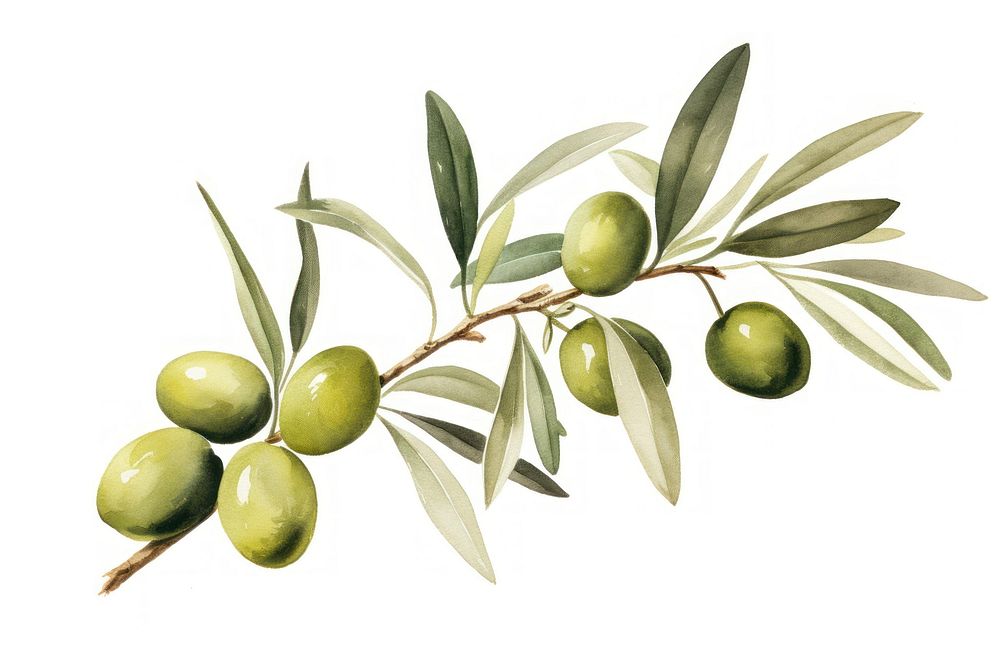 Plant olive leaf food. AI generated Image by rawpixel.