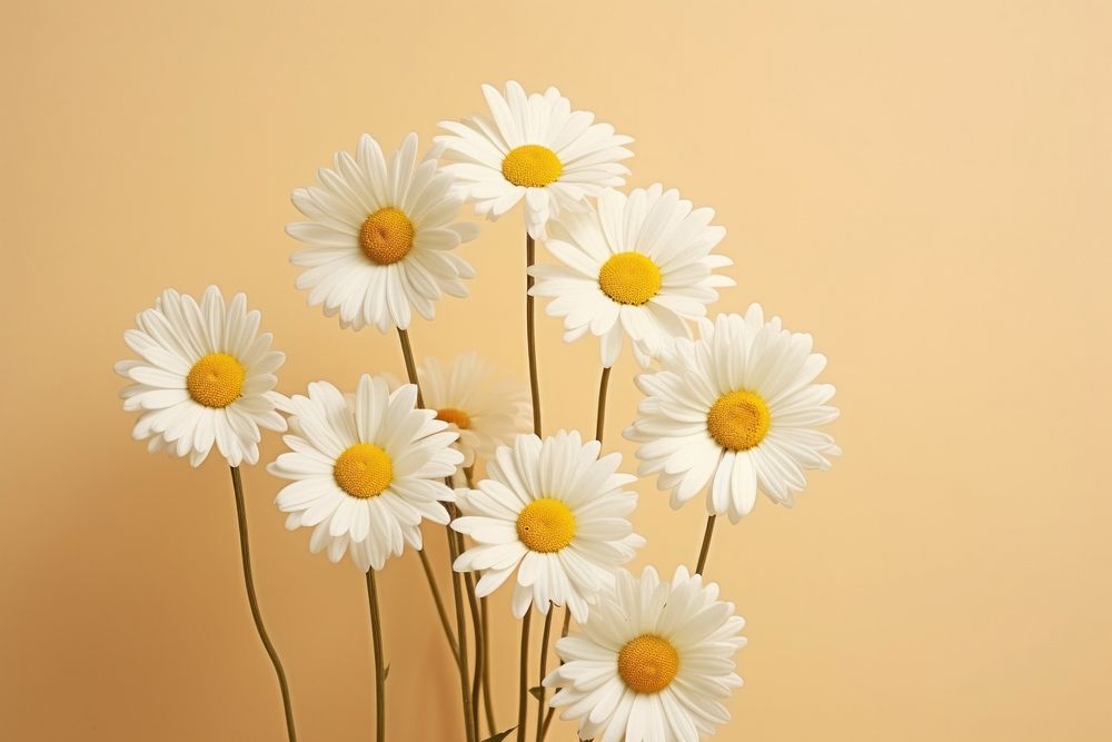 Flower daisy petal plant. AI generated Image by rawpixel.