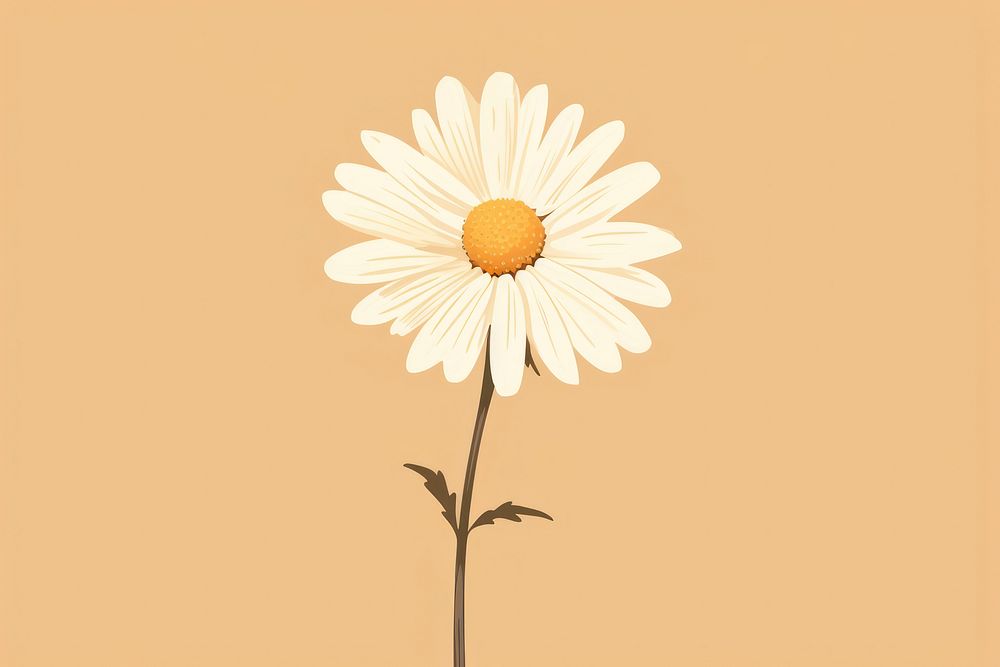 Daisy flower plant inflorescence. AI generated Image by rawpixel.
