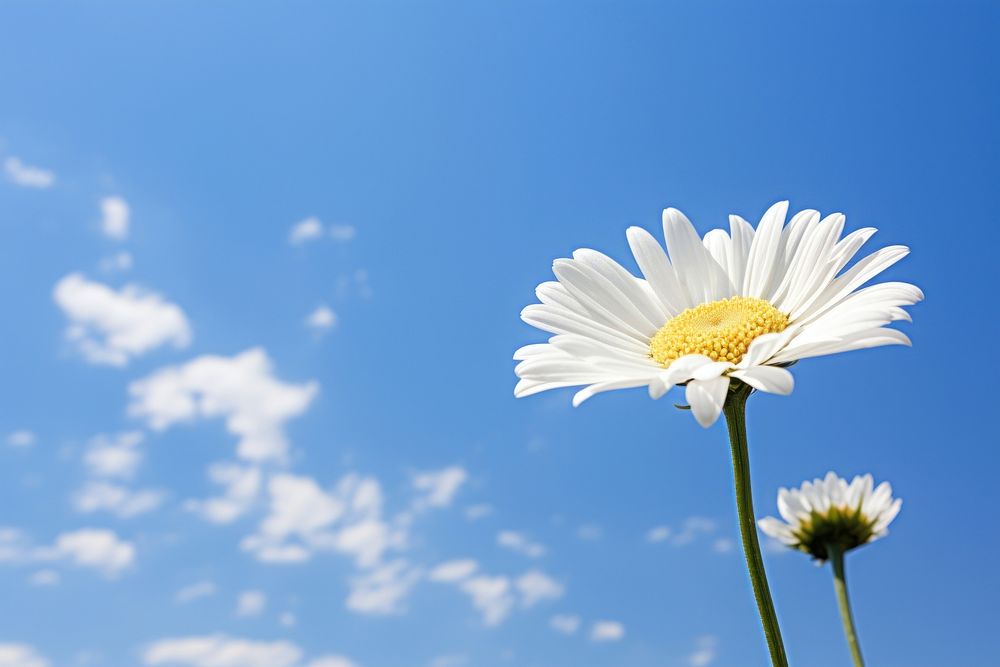 Daisy sky outdoors blossom. 