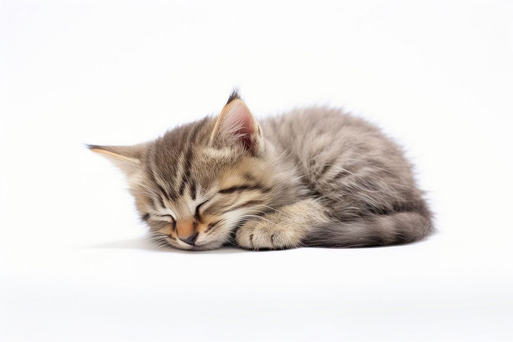Animal mammal kitten cute. AI generated Image by rawpixel.